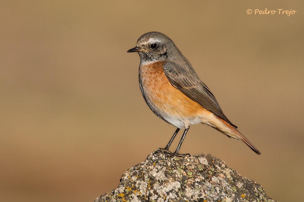 Colirrojo real (Phoenicurus phoenicurus)